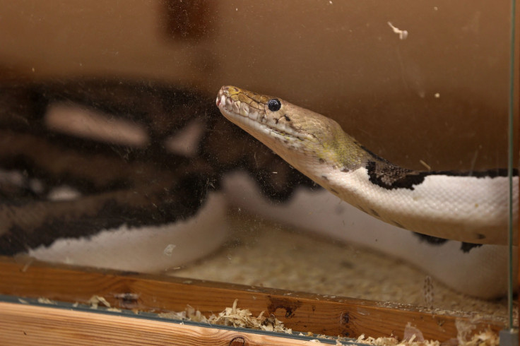 Reticulated Python