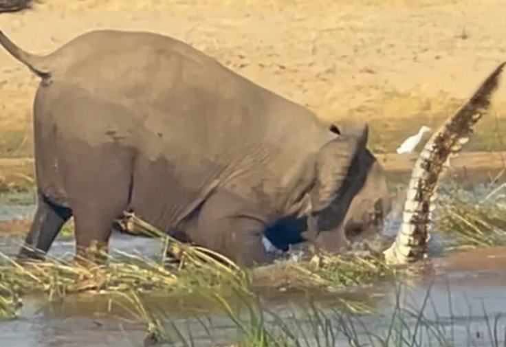 Mama Elephant Tramples Croc