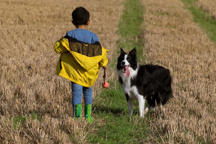 boy-and-dog-in-field-4560039_960_720