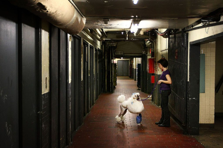 Champion Dogs Get Ready For Westminster Dog Show