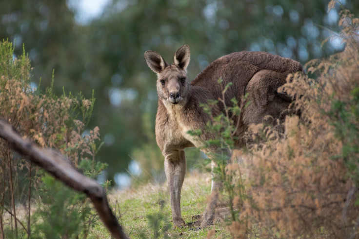 kangaroo-gc07678513_1920