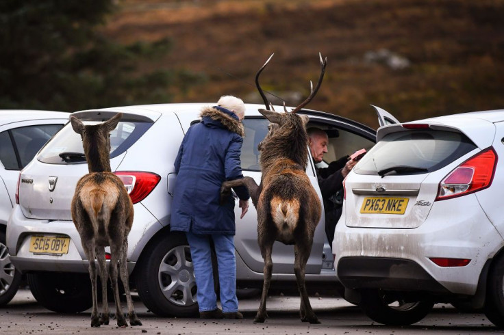 Red Deer At Glen Etive