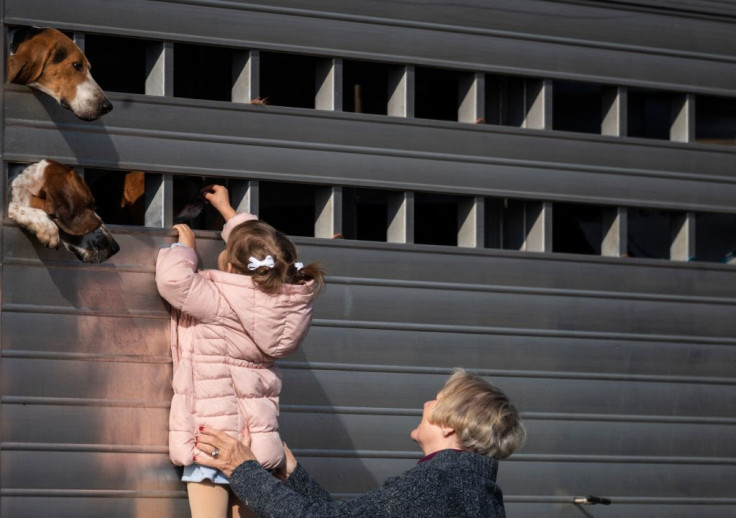 A girl pets hounds