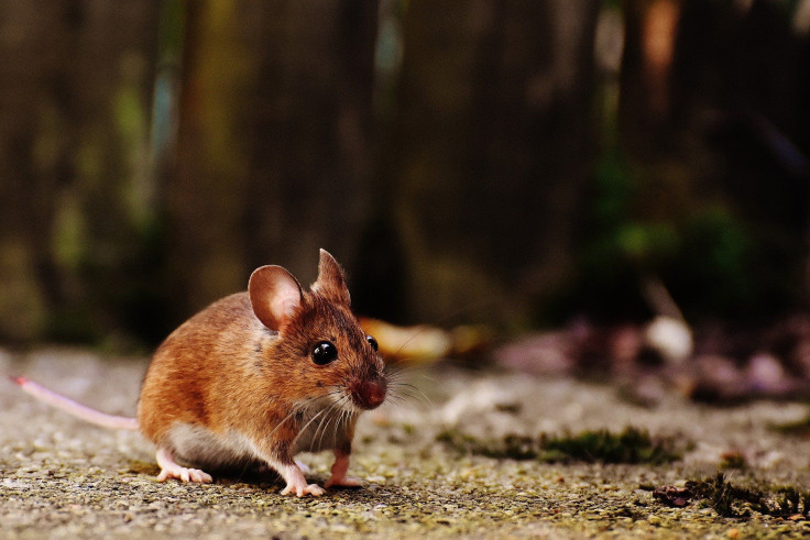 mouse-g8fdeeed4f_1920