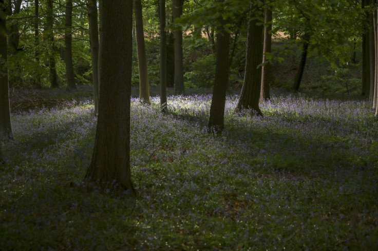 Bluebells In Bloom In Knutsford