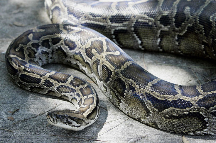 A 12-foot (3.65m) Burmese python that wa