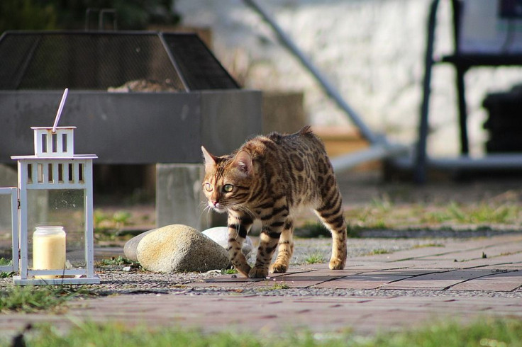 bengal-cat-6307537_960_720