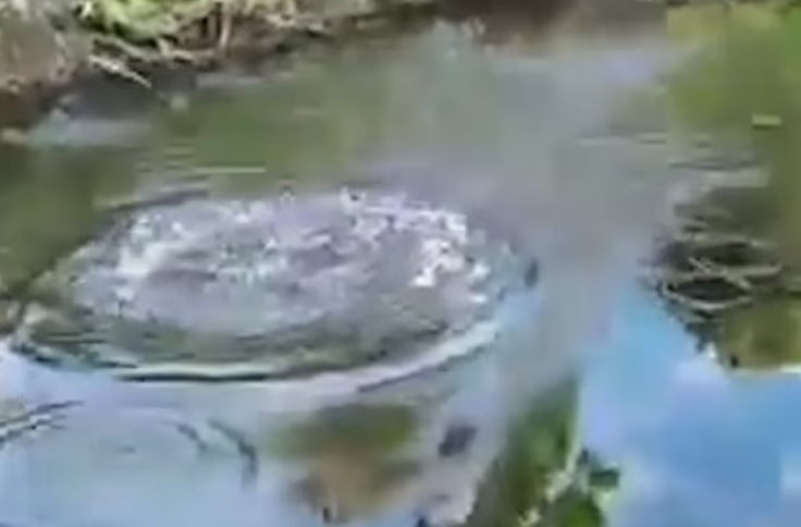 Father eaten by crocodile.