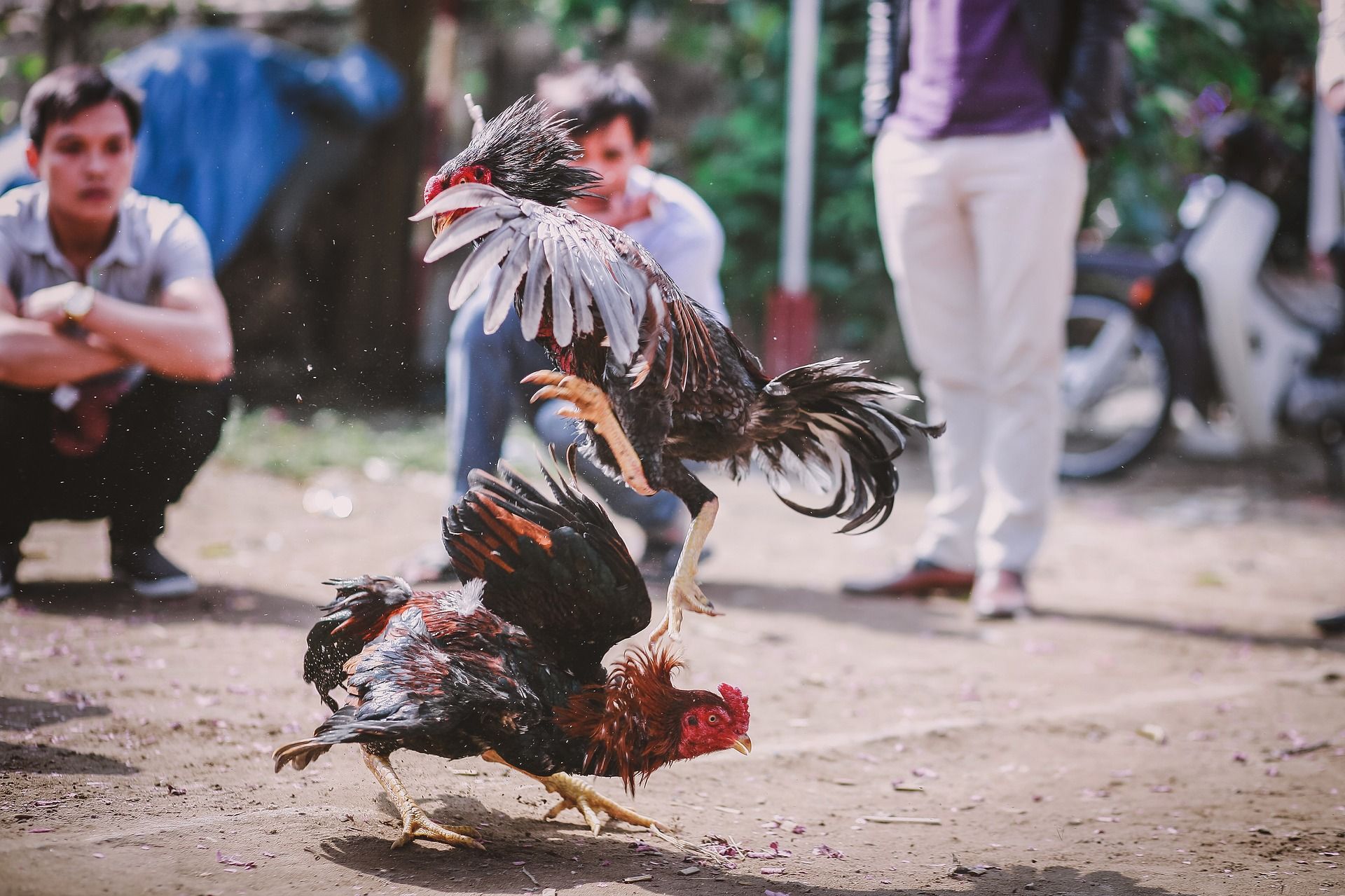 Mother-Of-Four Among 20 Killed In Mexico Cockfight Massacre, Sister ...