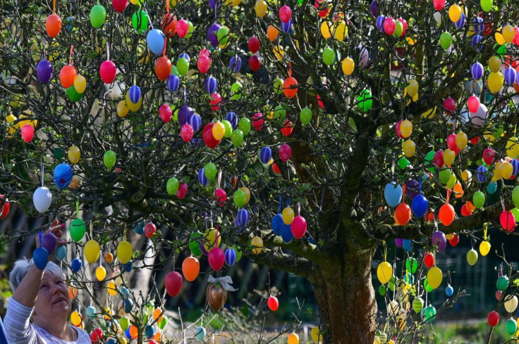 A garden allotment renter decorates a tree with plastic easter eggs