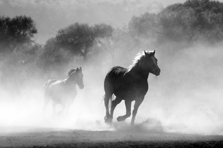 horses-g62fb20db2_1920