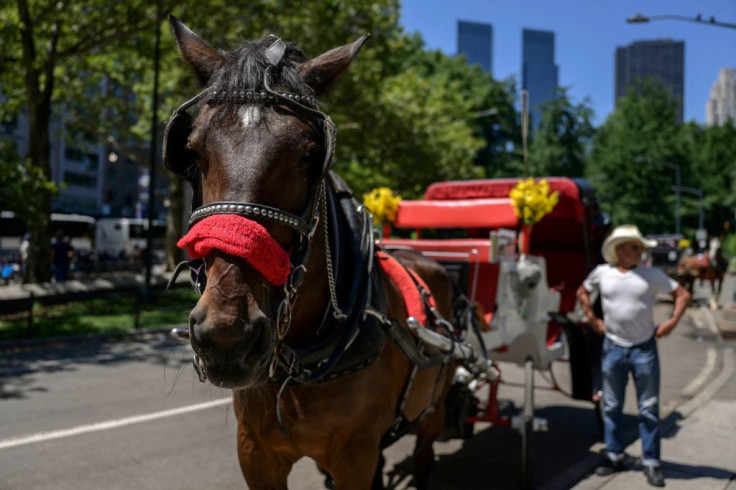 Horse-drawn carriages 