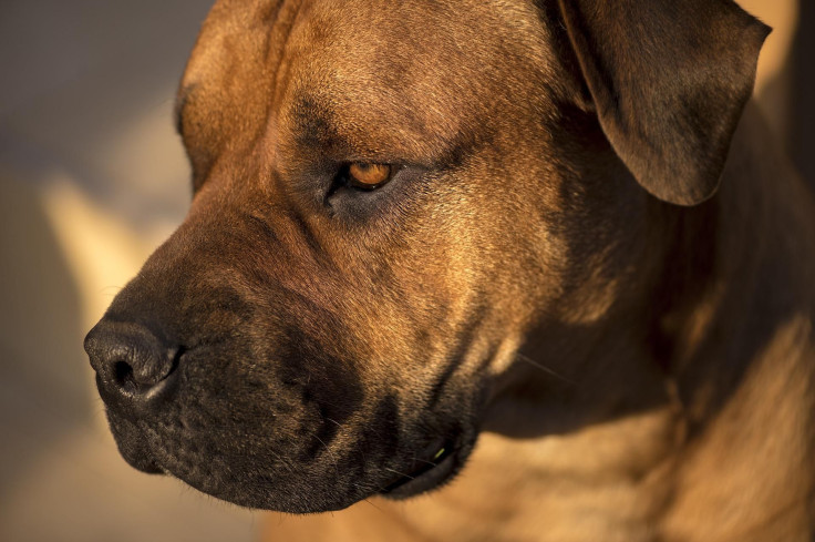 african-boerboel-gb457d2958_1920