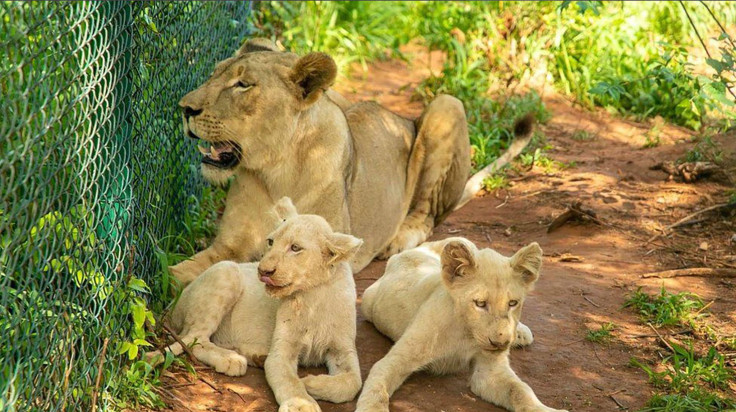 Lion
