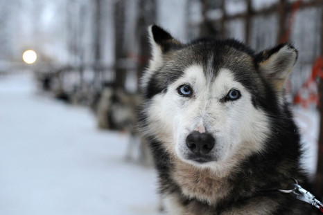 Siberian Husky waits for the start of th