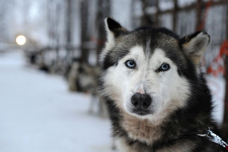 Siberian Husky waits for the start of th