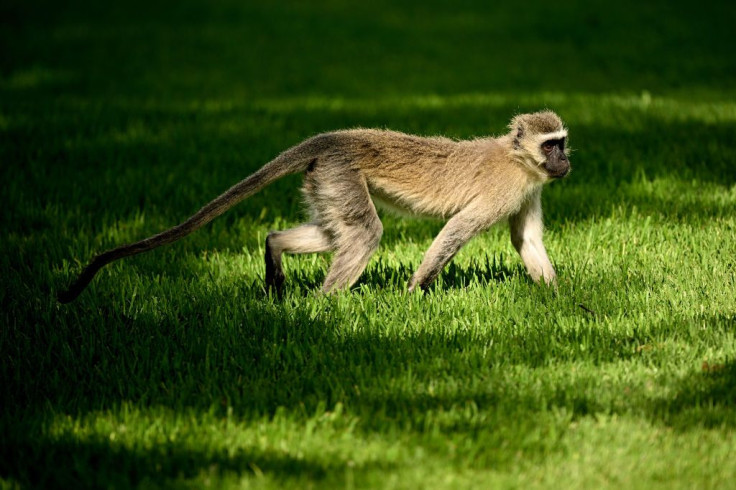 Representational image of a monkey