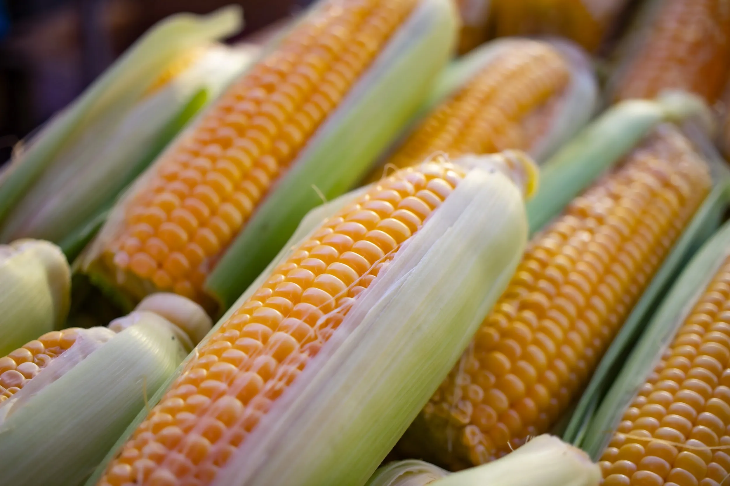 Mexico To Replace US Grain Import Through Non-GM Yellow Corn - Vimarsana News