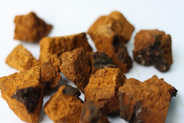 Chaga mushrooms