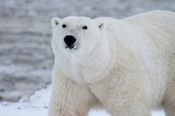 polar-bear-404314_1920