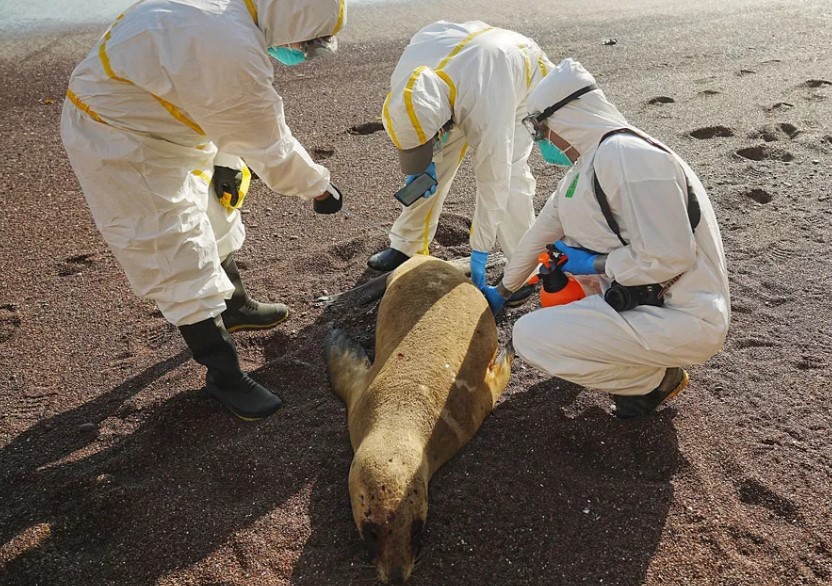 Peru Confirms H5N1 Avian Flu In Marine Mammals, Can It Be Transmitted ...