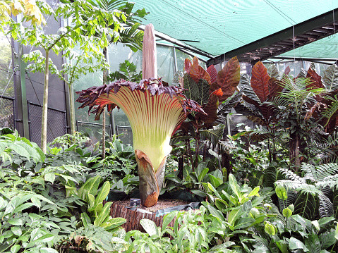 CORPSE FLOWER