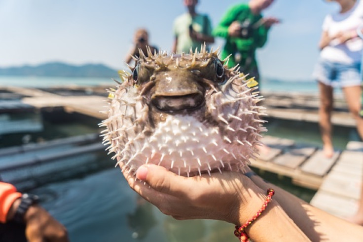 pufferfish