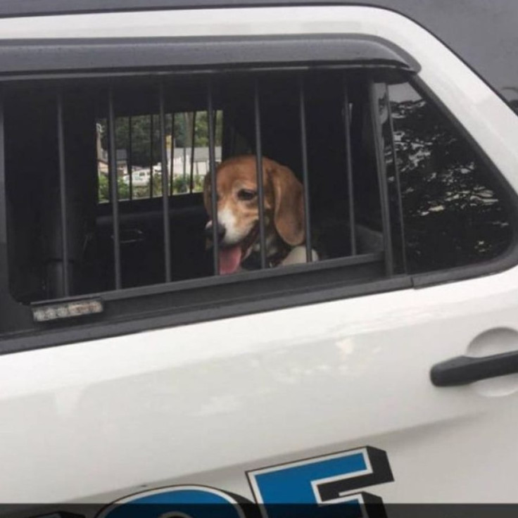 Funny picture of dog arrested. Representation image. 