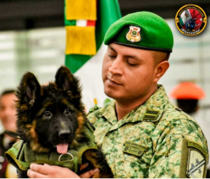 Turkey sends Mexico German Shephard Puppy 