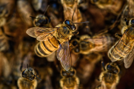 Bees. Representation image. 
