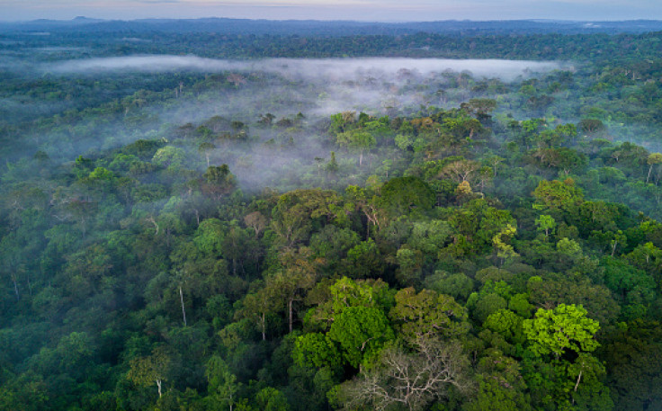 amazon forest