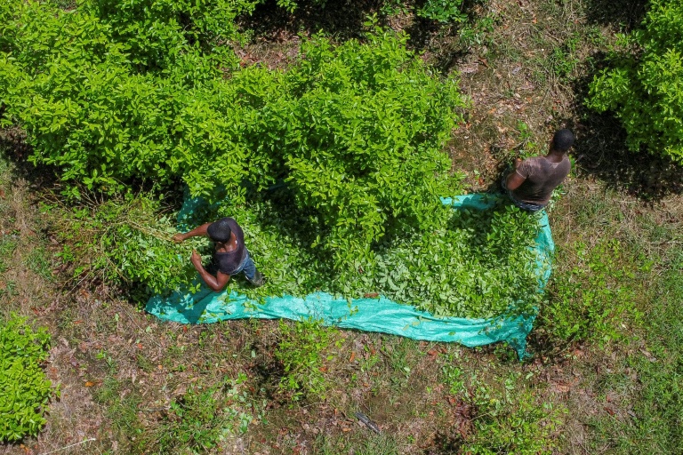 Colombia Sets New Cocaine Production Record: UN Report