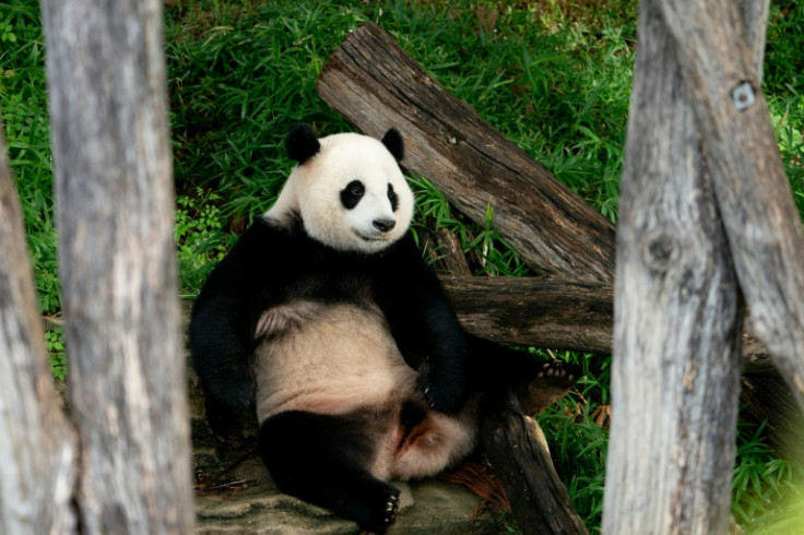 Panda/AFP