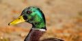 Representative image of a wild duck