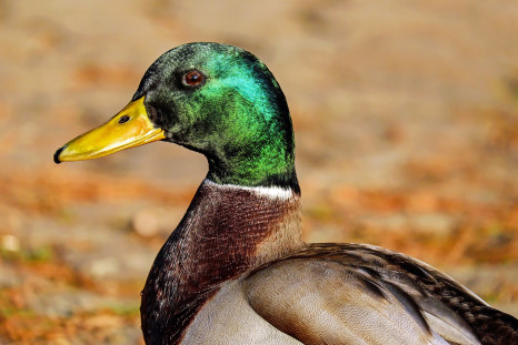 Representative image of a wild duck