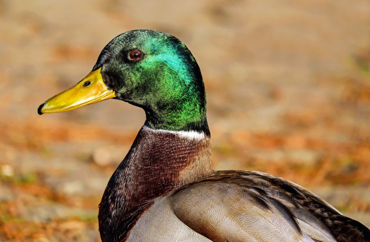 Representative image of a wild duck