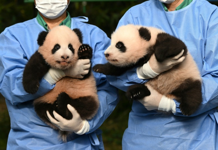 South Korea pandas/AFP