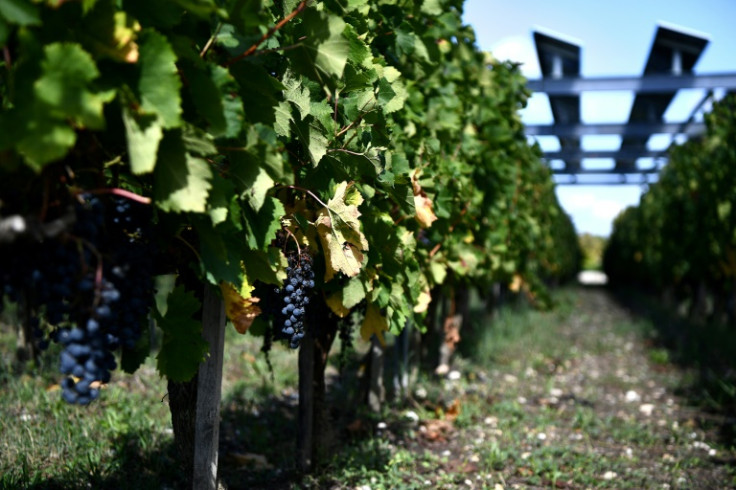 Wine/climate change/AFP