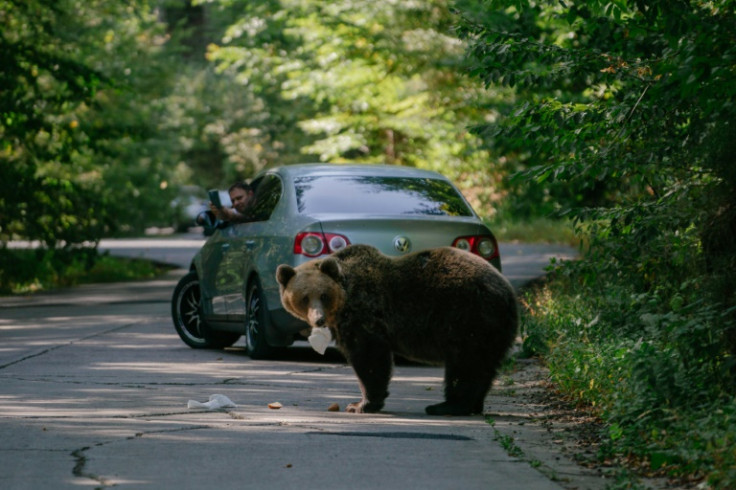 Bear