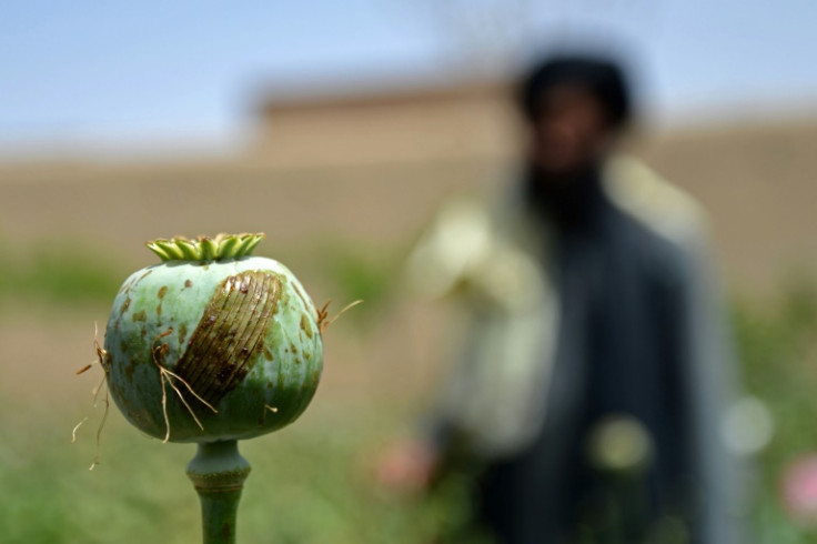 Taliban authorities vowed to end illegal drug production in Afghanistan 