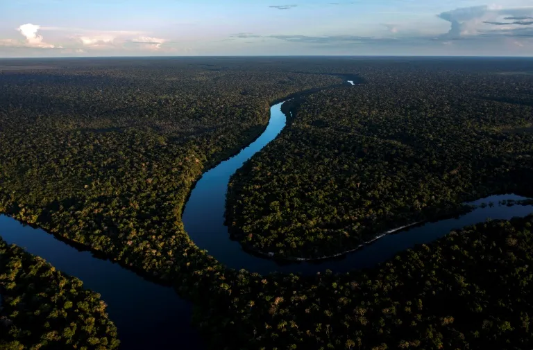 Forests Could Absorb Much More Carbon, But Does It Matter? - Vimarsana News
