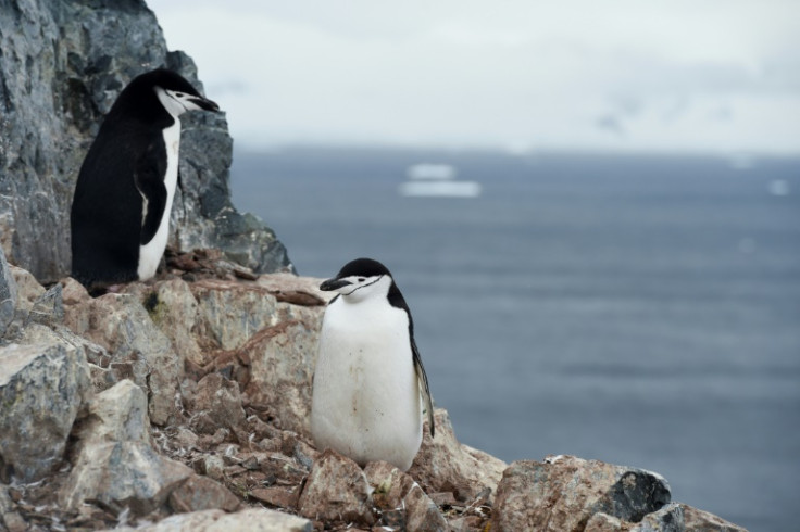 Chinstrap penguins (Pygoscelis antarcticus)