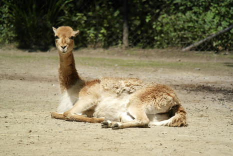 A wild vicuña resting in the sun, in Peru. 