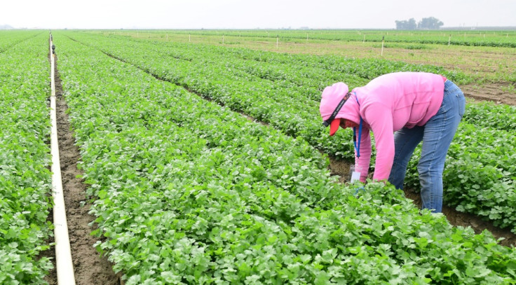 Farmworker