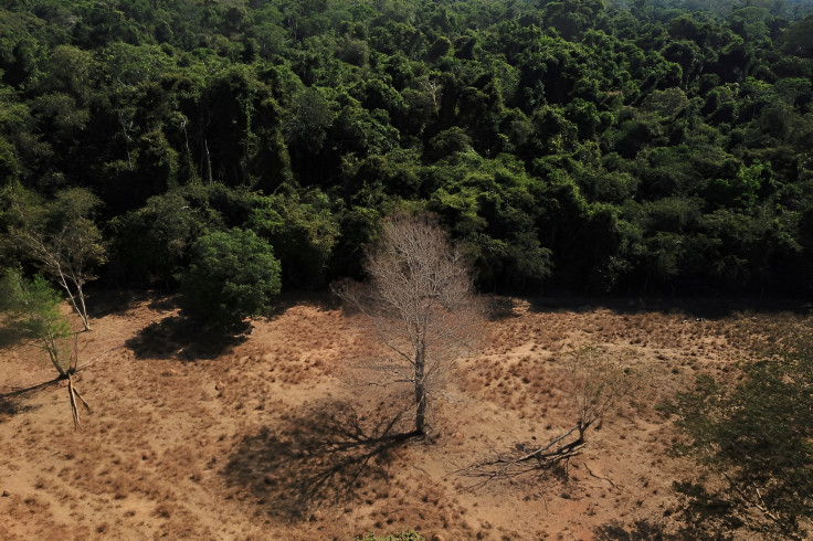 Border between the Amazonia and Cerrado, Brazil. 