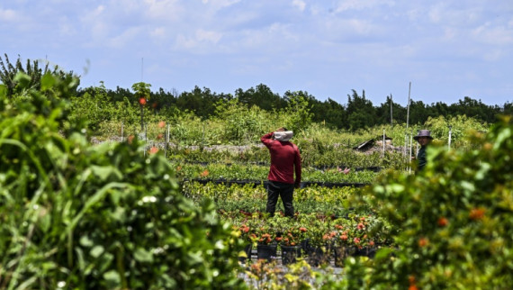 Migrant worker suffering the heat in Florida