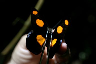 Butterflies_Ecuador