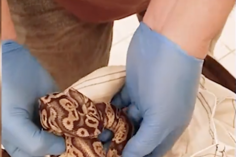 Dozens of Snakes Found in Luggage