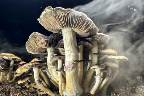 Magic Mushrooms Shrooms