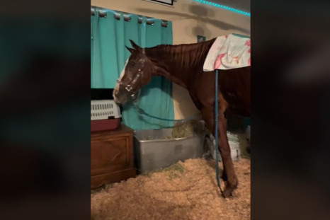 Florida Horse Hurricane Milton TikTok